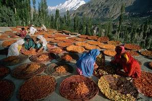 Drying the apricots at the roof of house in Hunza Valley